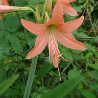 Hippeastrum puniceum (Lam.) Voss